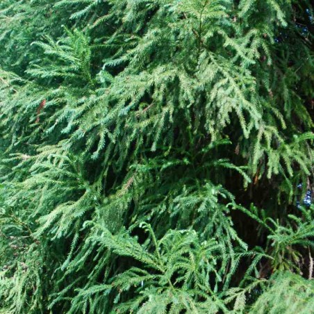Cryptomeria japonica Cryptomeria japonica