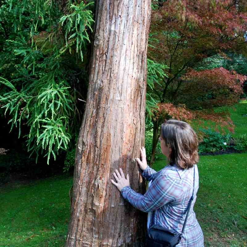 Cryptomeria japonica