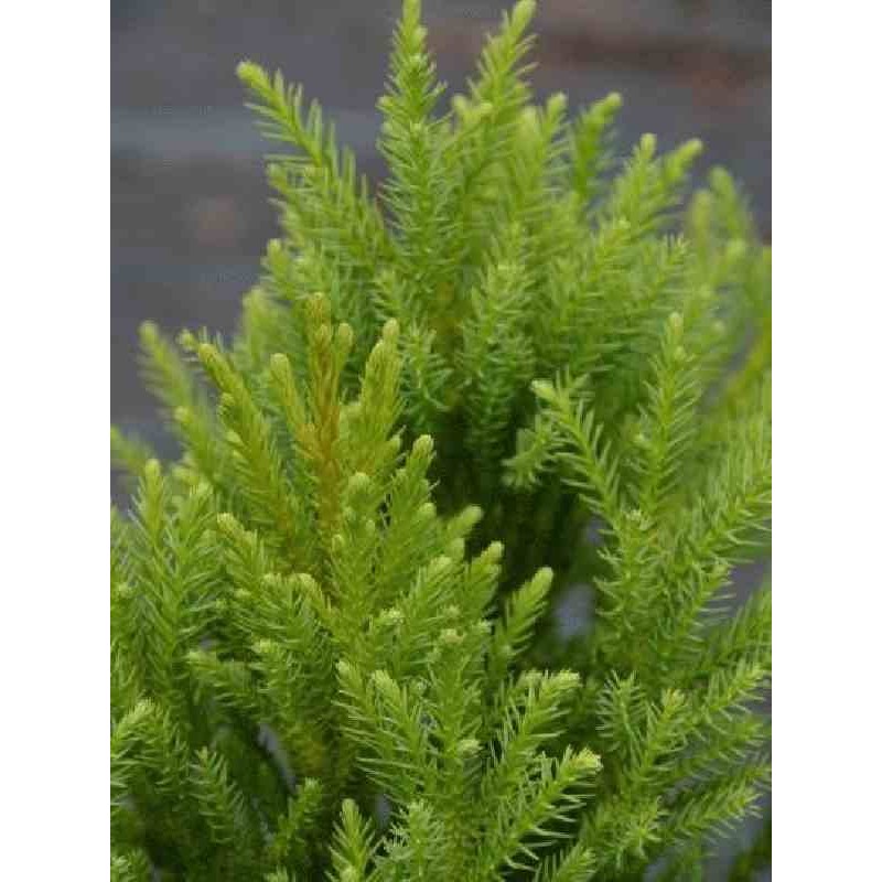 Cryptomeria japonica 'Aritaki' Cryptomeria japonica 'Aritaki'