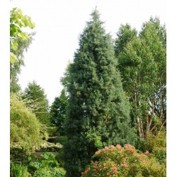 Cupressus arizonica 'Glauca'