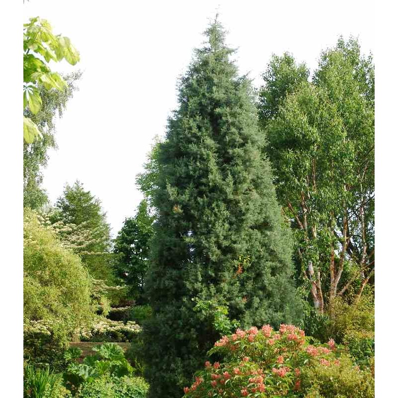 Cupressus arizonica 'Glauca'