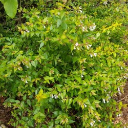 Abelia x grandiflora 'Francis Mason'