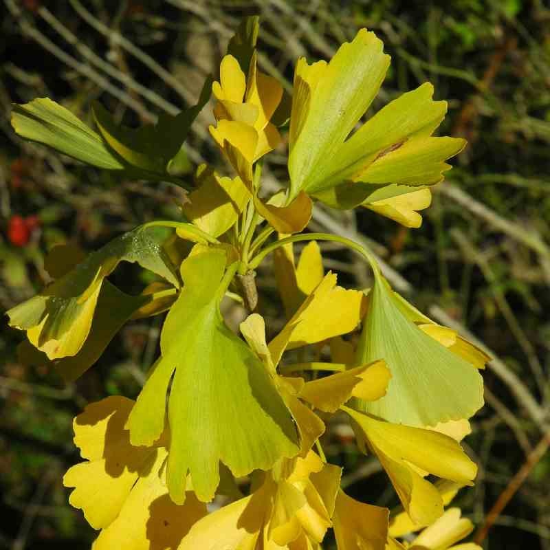 Ginkgo biloba