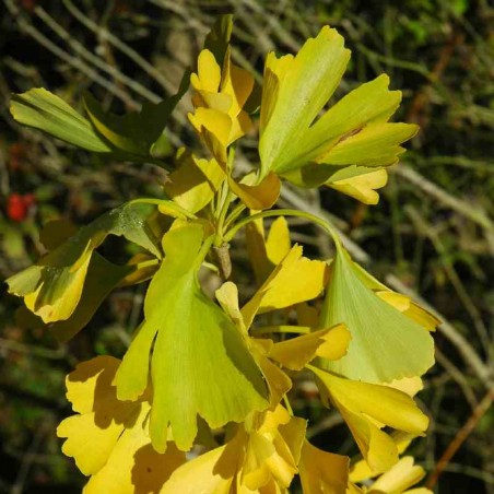 Ginkgo biloba Ginkgo biloba