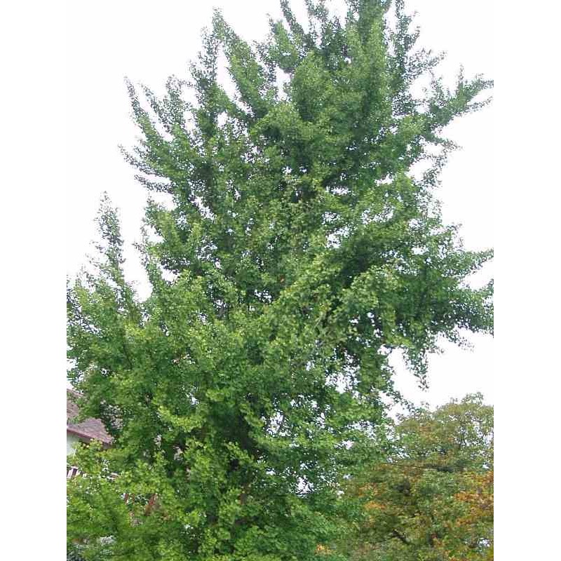 Ginkgo biloba Ginkgo biloba