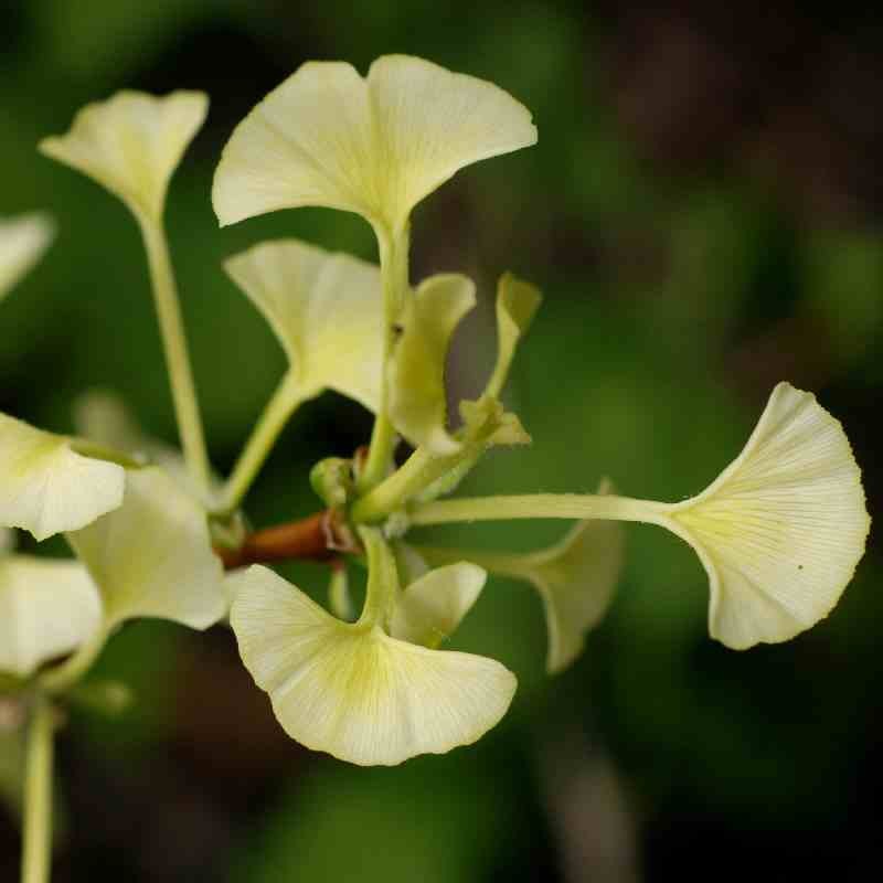 Ginkgo biloba 'Beijing Gold' Ginkgo biloba 'Beijing Gold'