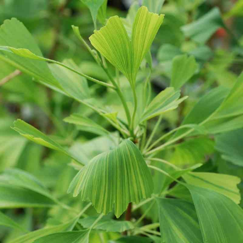 Ginkgo biloba 'California Sunset' Ginkgo biloba 'California Sunset'
