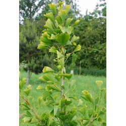 Ginkgo biloba 'Fastigiata'