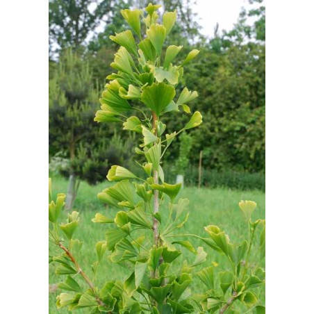 Ginkgo biloba 'Fastigiata'