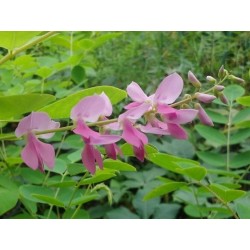 Indigofera kirilowii - summer flowers