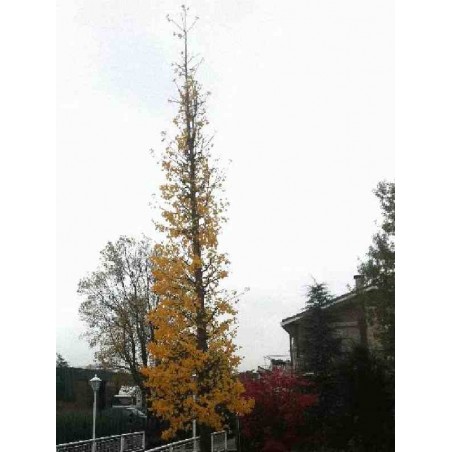 Ginkgo biloba 'Fastigiata'
