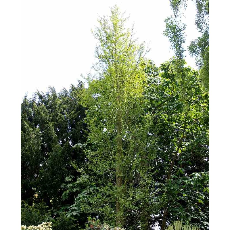 Ginkgo biloba 'Fastigiata'