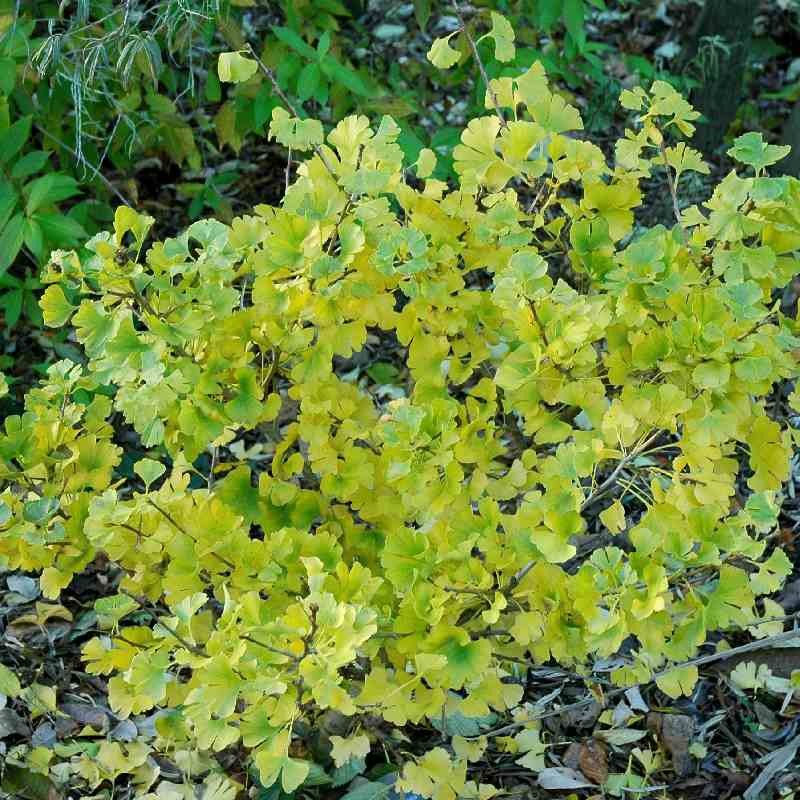 Ginkgo biloba 'Globus'