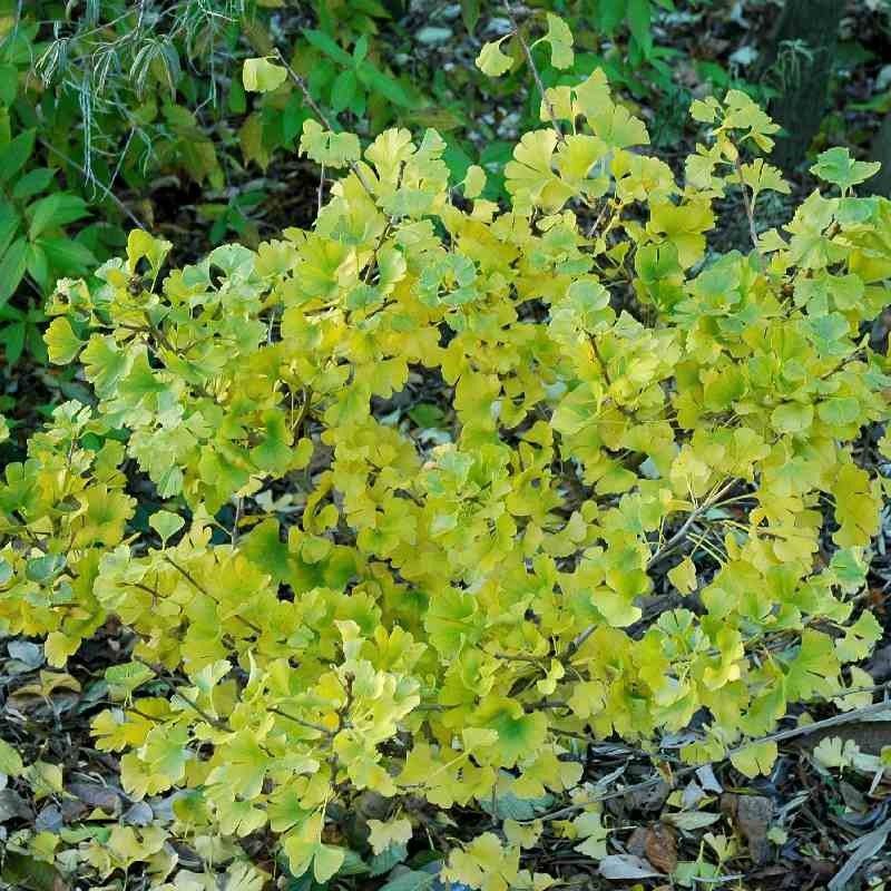 Ginkgo biloba 'Globus' Ginkgo biloba 'Globus'