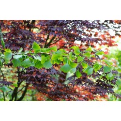 Ginkgo biloba 'Horizontalis'