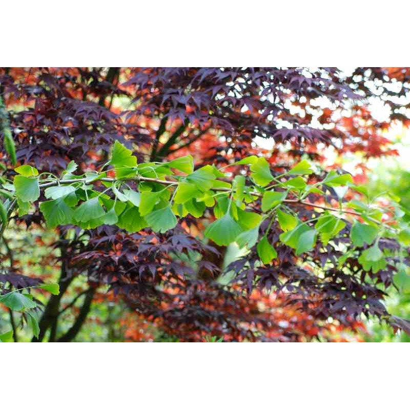 Ginkgo biloba 'Horizontalis' Ginkgo biloba 'Horizontalis'