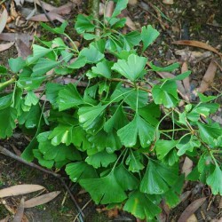 Ginkgo biloba 'Horizontalis'