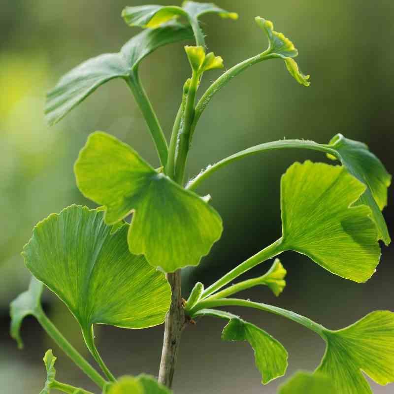 Ginkgo biloba 'Jade Butterflies' Ginkgo biloba 'Jade Butterflies'