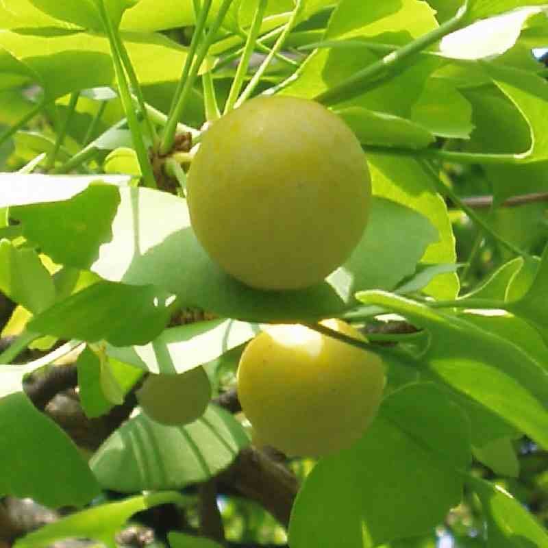 Ginkgo biloba 'King of Dongting Mountain' Ginkgo biloba 'King of Dongting Mountain'