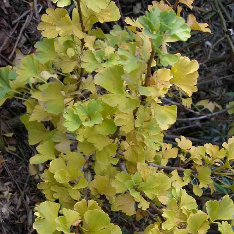 Ginkgo biloba 'Mariken'