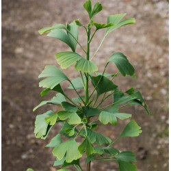Ginkgo biloba 'Princeton Sentry'