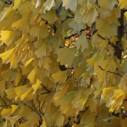Ginkgo biloba 'Saratoga'