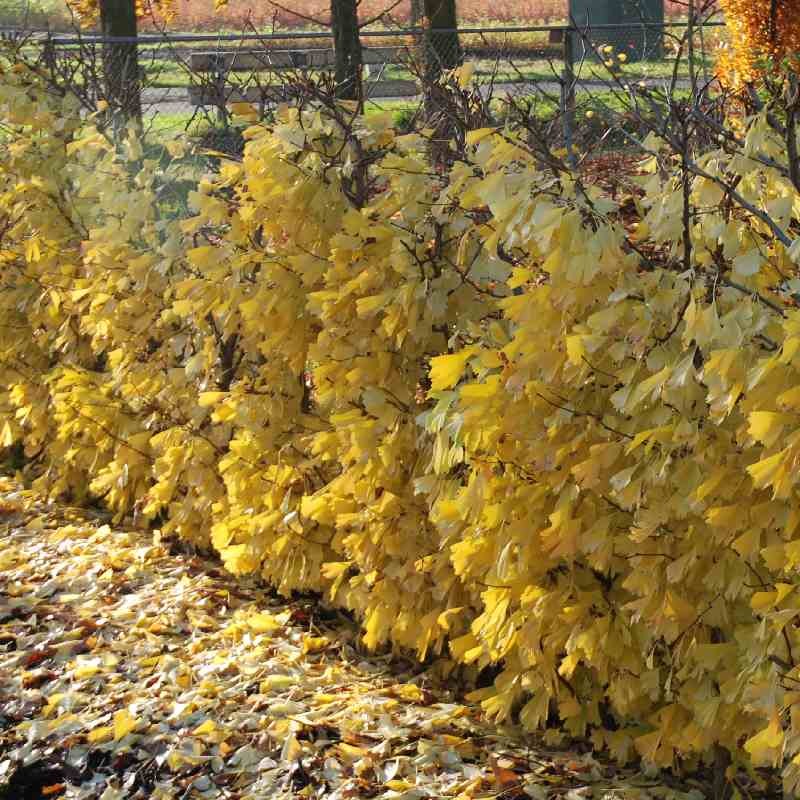 Ginkgo biloba 'Saratoga' Ginkgo biloba 'Saratoga'