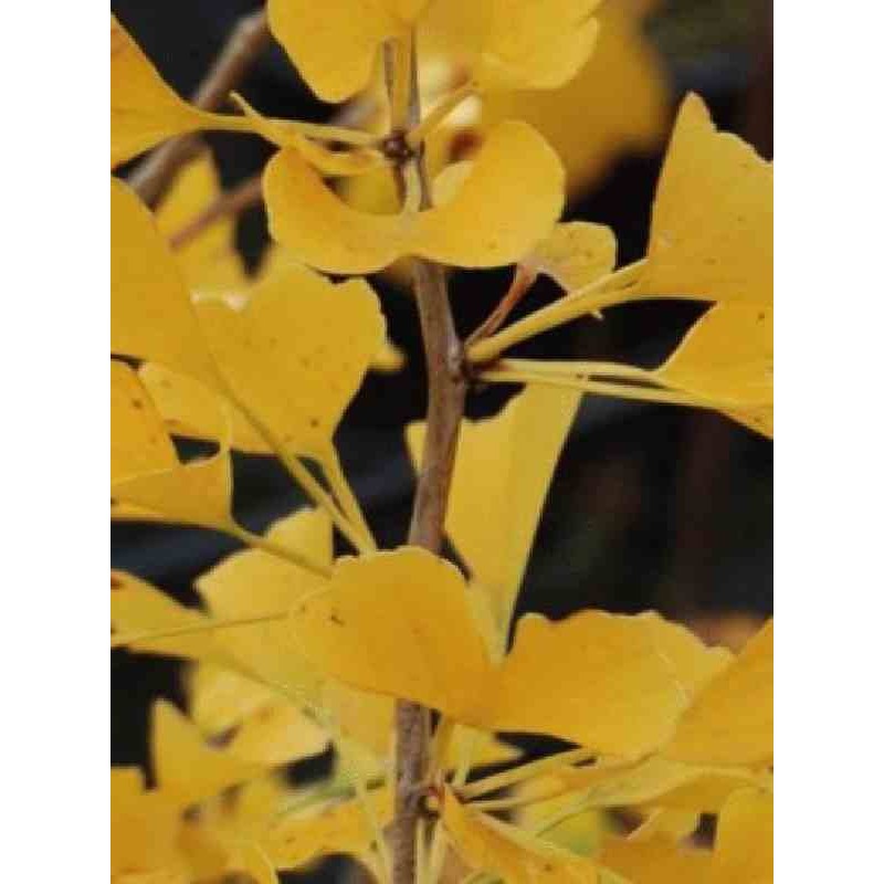 Ginkgo biloba 'Shangri-la' Ginkgo biloba 'Shangri-la'
