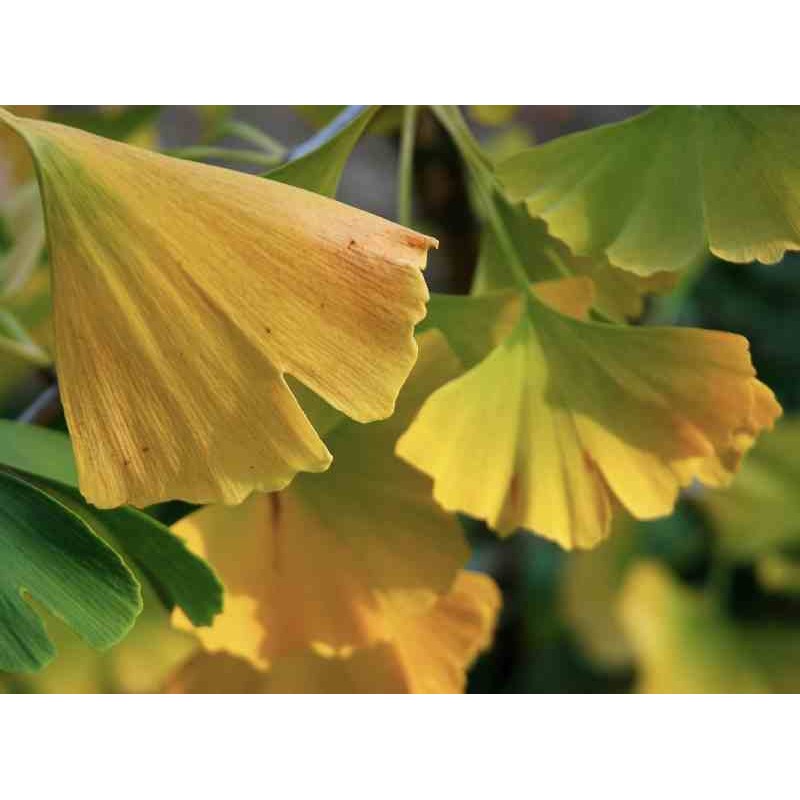 Ginkgo biloba 'Tremonia'