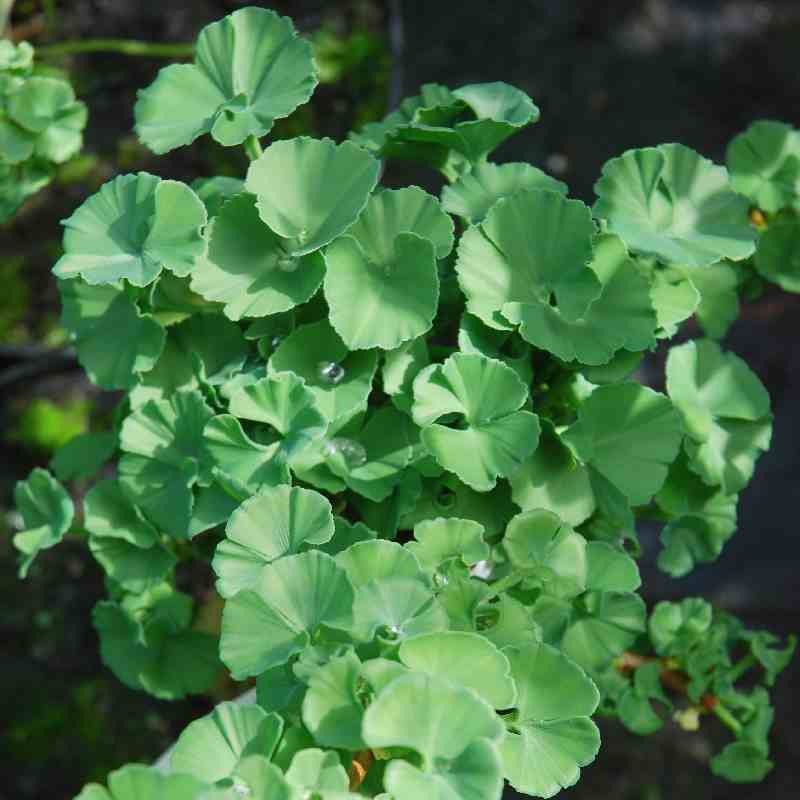 Ginkgo biloba 'Troll'