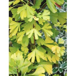 Ginkgo biloba 'Tubifolia'