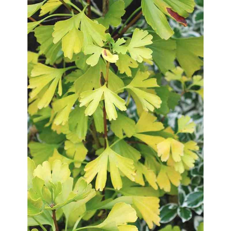Ginkgo biloba 'Tubifolia'