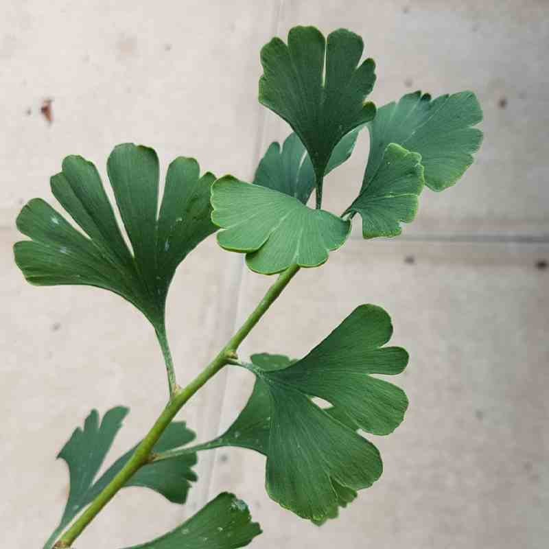 Ginkgo biloba 'Chotek' Ginkgo biloba 'Chotek'