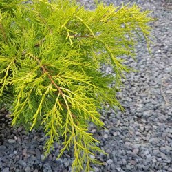 Juniperus x pfitzeriana 'Old Gold'
