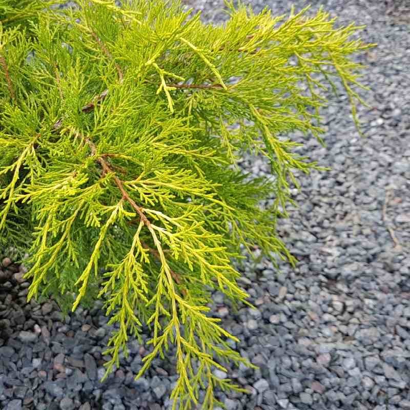 Juniperus x pfitzeriana 'Old Gold' Juniperus x pfitzeriana 'Old Gold'