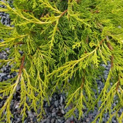 Juniperus x pfitzeriana 'Old Gold'