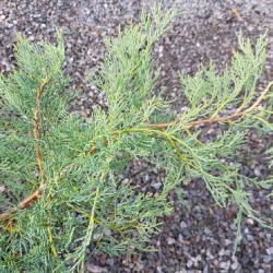 Juniperus virginiana 'Grey Owl'