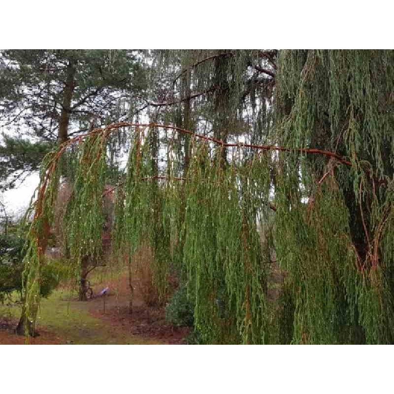 Juniperus recurva var coxii Juniperus recurva var coxii