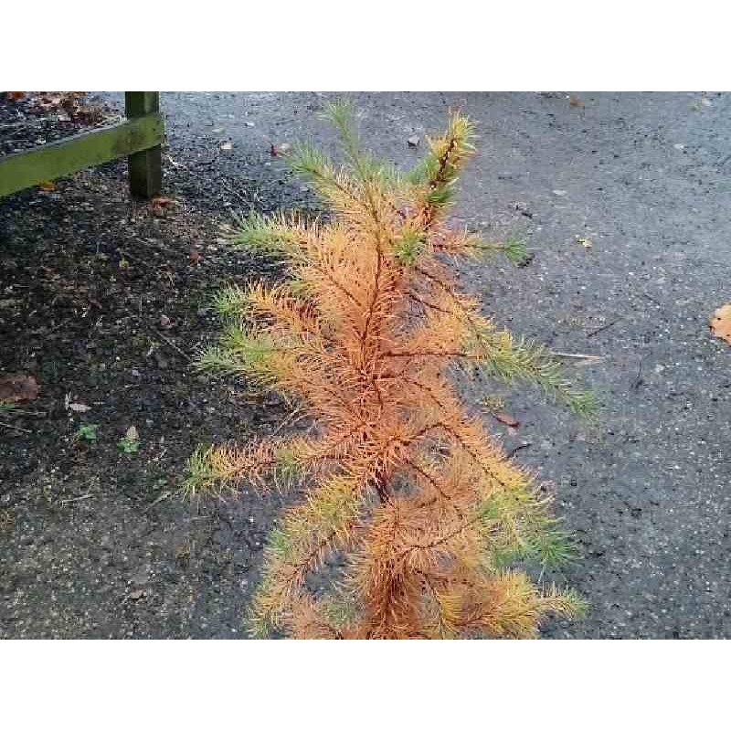 Larix decidua 'Little Bogle' - young plant with autumn colour