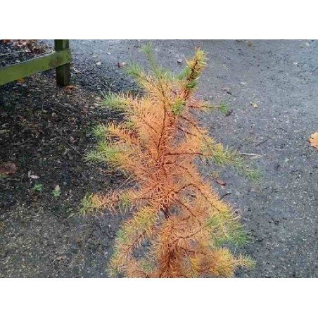 Larix decidua 'Little Bogle' - young plant with autumn colour