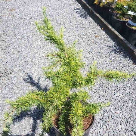 Larix decidua 'Little Bogle' - young plant with summer leaves
