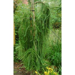 Larix decidua 'Puli'