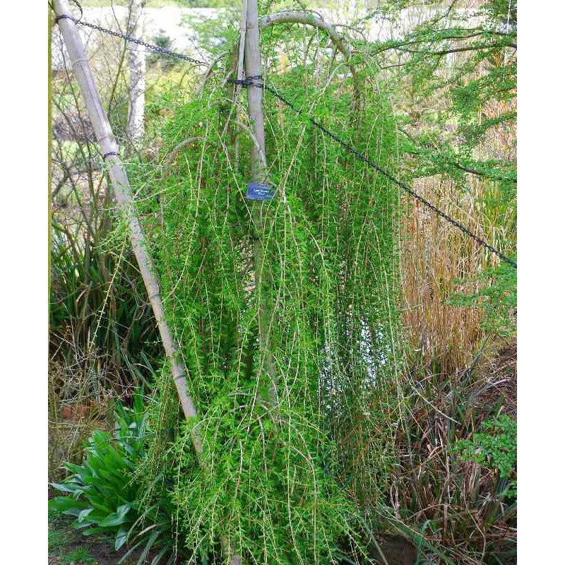 Larix decidua 'Puli'