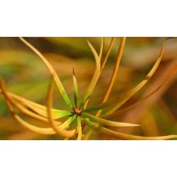 Pseudolarix amabilis - dragon eye