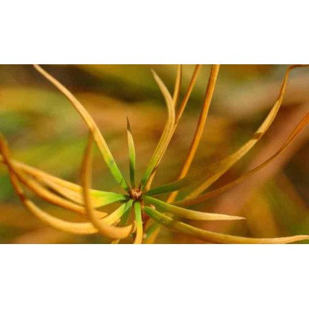 Pseudolarix amabilis - dragon eye Pseudolarix amabilis - dragon eye