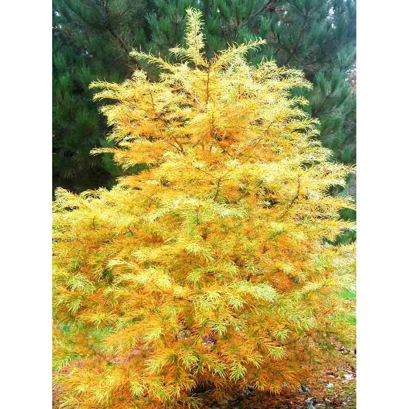 Pseudolarix amabilis