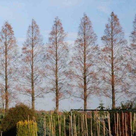 Metasequoia glyptostroboides - windbreak Metasequoia glyptostroboides - windbreak