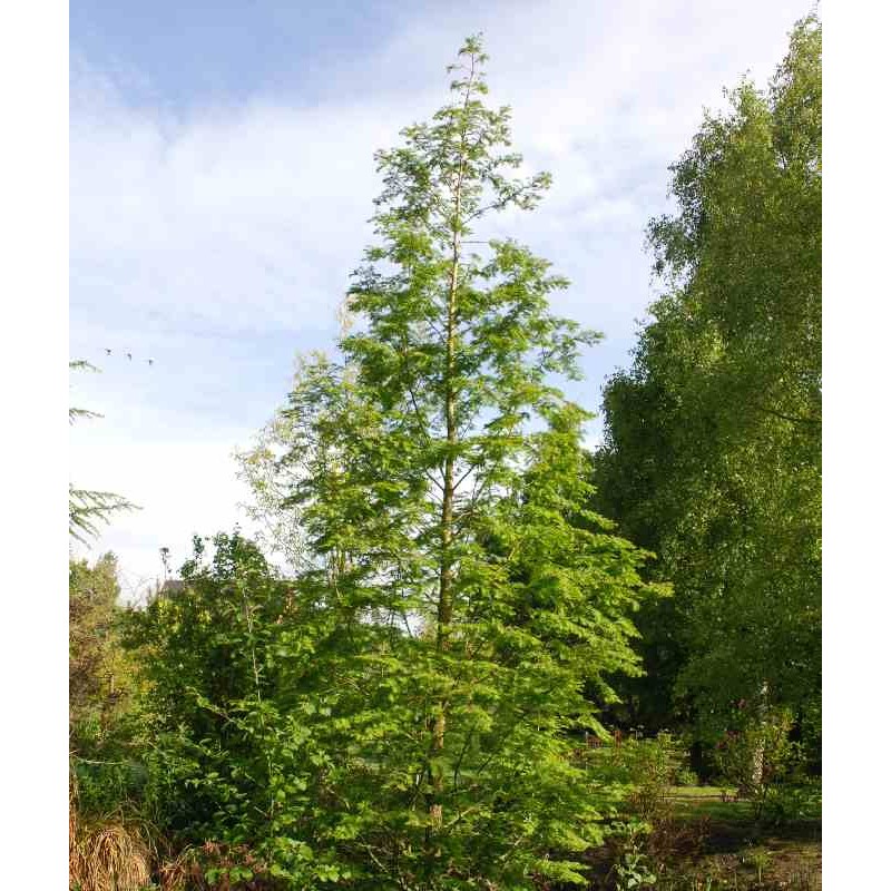 Metasequoia glyptostroboides Metasequoia glyptostroboides