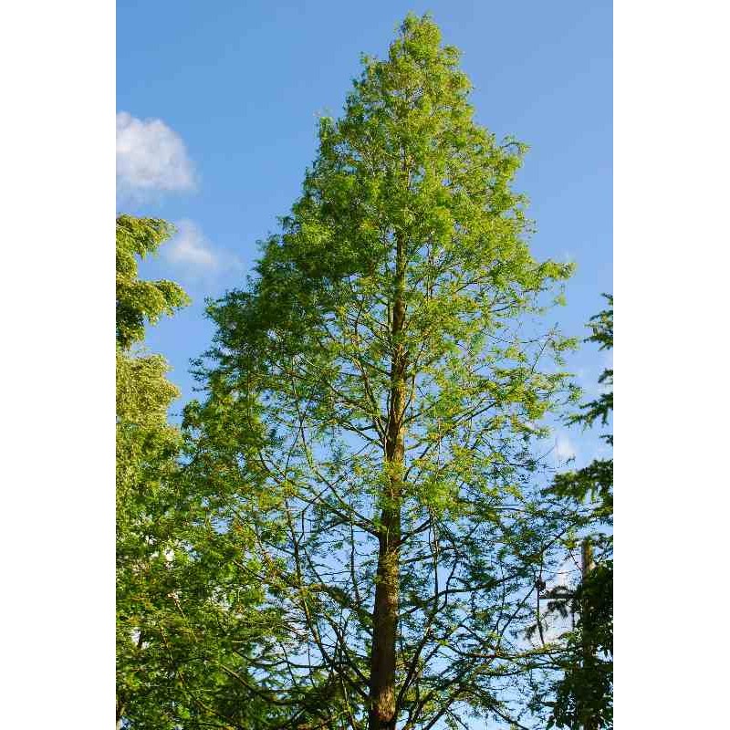 Metasequoia glyptostroboides - established tree