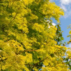 Metasequoia glyptostroboides 'Goldrush'